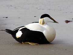 Vue en couleur d'un eider blanc et noir posé sur une plage.