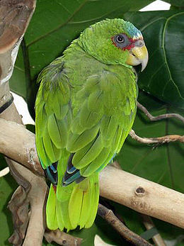 Baltakaktė amazonė (Amazona albifrons)