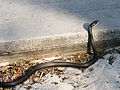 Southern black racer at St. Sebastian River Preserve State Park in Indian River County, Florida