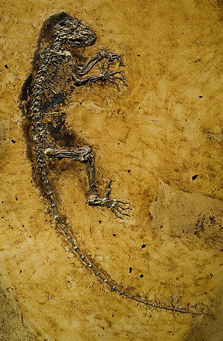 The only known fossil of Darwinius masillae