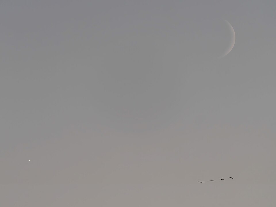 18:10 MESZ: Vier Kraniche auf dem Flug nach Süden. Durch das starke Streulicht der Atmosphäre sind auf der blassen Mondoberfläche keine Strukturen erkennbar.