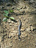 Slow worm in turquoise color