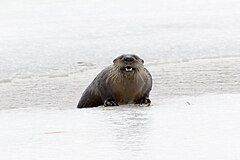 Lontra canadensis canadensis