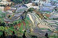 Terrace rice fields Credit: Jialiang Gao License: CC-BY-SA 3.0/2.5/2.0/1.0, GFDL