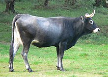 La photographie couler représente une vache de race tudanca. Vue de profil, elle est une représentante caractéristique de sa race : robe gris cendré, mulfe, tour des yeux, ventre et fesses gris clair ou blanc et cornes relevées en croissant.