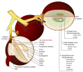 Image 18Anatomy of a grape, showing the components extracted from each pressing (from Winemaking)