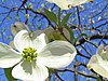 Flowering Dogwood