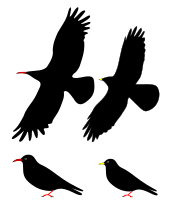 Diagrams of the two chough species perched and in flight