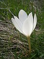 Colchicum speciosum 'Album'