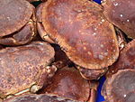 A pile of stocky crabs with large claws.