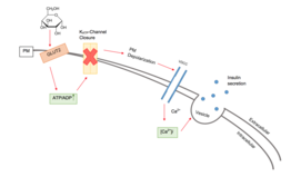 A diagram of the Consensus Model of glucose-stimulated insulin secretion