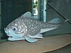 Model of Materpiscis on display at Museum Victoria, Australia