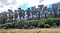 Image 9A Monterey pine forest in Sydney, Australia (from Conifer)