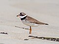 Thumbnail for Semipalmated plover