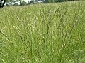 Pusztai csenkesz (Festuca rupicola)