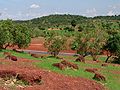 Mali'de Bamako-Kayes yolu arasındaki, yağış mevsiminde zengin bir yeşil olan Sahel ormanı. Önde bulunan ağaçlar akasya ağaçlarıdir, büyük Baobab ağacı da dikkat çekicidir.