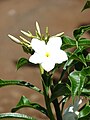 Plumeria pudica