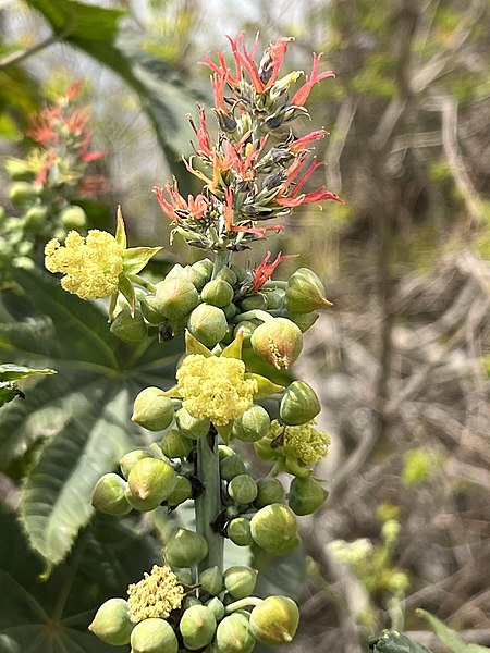 Florado