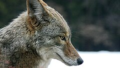 Койот (Canis latrans)