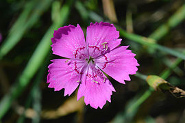 Stêenanjer (Dianthus deltoides)