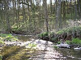 Szene am Hergstbach bei Dippach