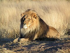 León (Panthera leo)