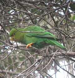 Description de l'image Rufous-fronted Parakeet (Bolborhynchus ferrugineifrons).jpg.