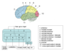 The Thalamocortical System