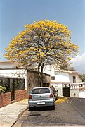 Handroanthus chrysanthus