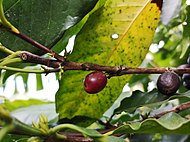 Плод од Coffea arabica.