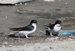 Hirondelle de fenêtre (Delichon urbica)