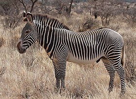 Zebra-de-grevy. Reserva Nacional Bufalo Springs, Quênia.