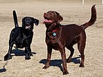 Labrador retriever