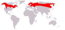 Distribución geográfica de A. alces