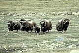 Herde mit Kalb (Victoria-Insel, Nunavut, Kanada)