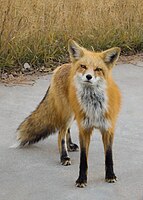 Red fox (Vulpes vulpes)