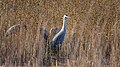 Sandhill crane