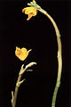 Utricularia minor