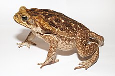 海蟾蜍（Bufo marinus）的眼後有毒囊。