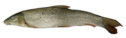 Paprastasis ūsorius (Barbus barbus)