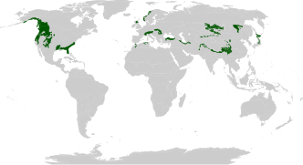 Principales zones : chaînes côtières du Pacifique et Rocheuses, Floride, Alpes, Carpates, côte norvégienne, chaîne Pontique, Elbourz, Himalaya, sud de la Sibérie, Japon.