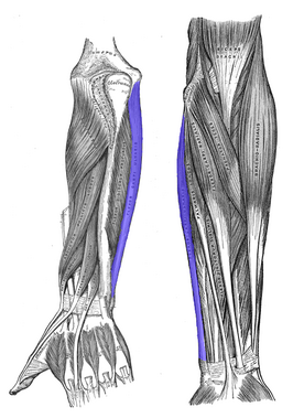 voor- en achteraanzicht van de spieren van de linker onderarm, met in blauw de musculus flexor carpi ulnaris