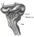 Thumbnail for Rhomboid fossa