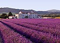 Tại Provence, đông nam nước Pháp