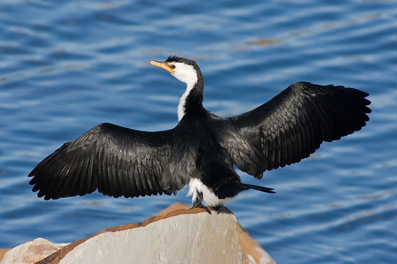 Little Pied Cormorant