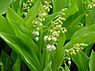 Convallaria