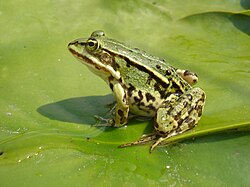 Rana esculenta (von Grand-Duc)