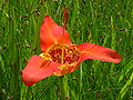 Tigridia pavonia, un'iridacea del Messico coltivata come pianta ornamentale.