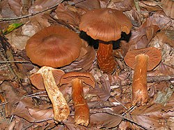 Sarkanbrūnā tīmeklene (Cortinarius rubellus)