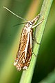 Crambus pratella (Crambinae)